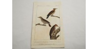 Gravure d’oiseaux ancienne colorée à la main Tav. 92